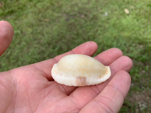 Cypraea erosa observed 2021-08-16