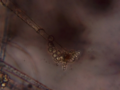 Lecanicillium saksenae