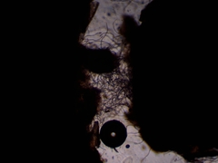Lecanicillium saksenae