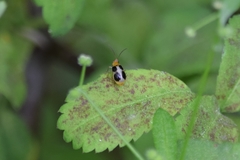 Paridea oculata