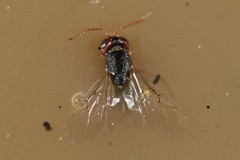 Synergini