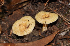 Multifurca stenophylla
