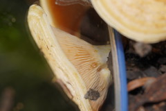 Multifurca stenophylla