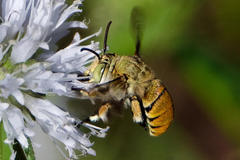 Amegilla aeruginosa
