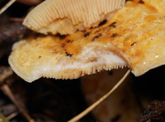 Multifurca stenophylla