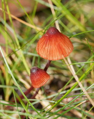 Mycena toyerlaricola