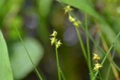 Stellulatae