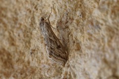 Evergestis vinctalis