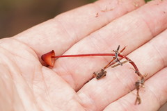 Mycena toyerlaricola