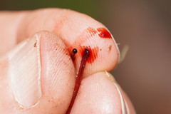 Mycena toyerlaricola