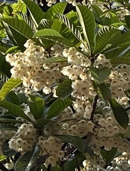 Elaeocarpus balansae