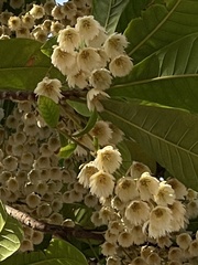 Elaeocarpus balansae