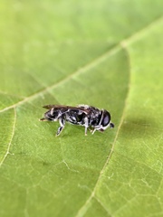 Eumerus obliquus
