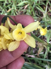 Narcissus