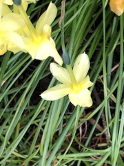 Narcissus