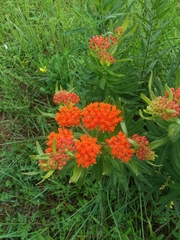 Asclepias tuberosa interior