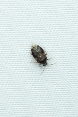 Deraeocoris nebulosus
