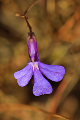 Lobelia chamaepitys