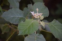 Solanum abutiloides