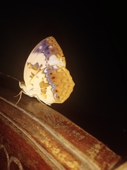 Cupha erymanthis maja