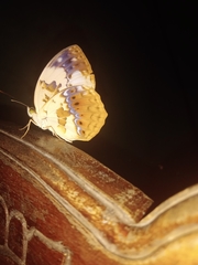 Cupha erymanthis maja