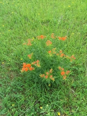 Asclepias tuberosa interior