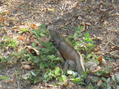 Iguana iguana