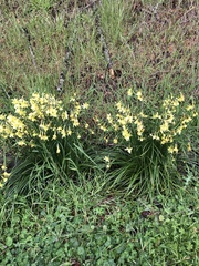 Narcissus