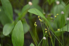 Stellulatae