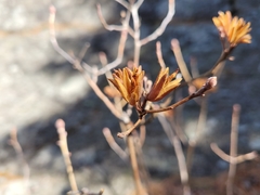 Rhododendron canadense