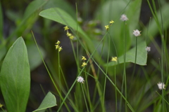 Stellulatae