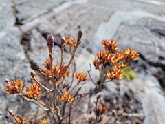 Rhododendron canadense