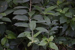 Quechualia fulta
