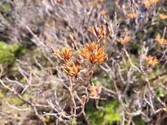 Rhododendron canadense
