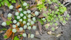 Angelica californica