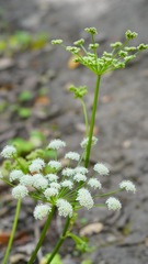 Angelica californica