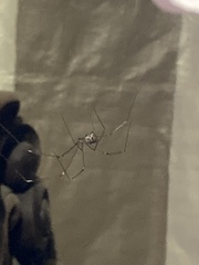 Crossopriza
