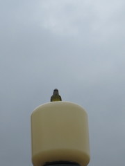 Tyrannus melancholicus