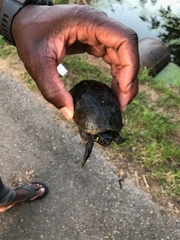 Kinosterninae
