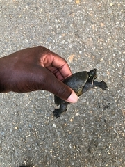 Kinosterninae