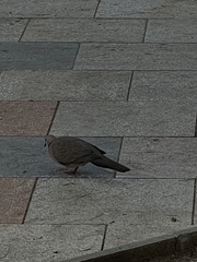 Streptopelia chinensis