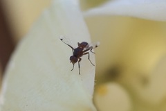 Omomyia