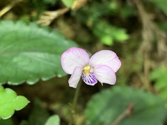 Viola mucronulifera