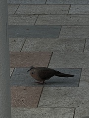 Streptopelia chinensis