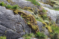 Collinsia grandiflora