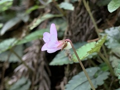 Viola mucronulifera