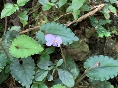 Viola mucronulifera