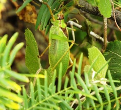 Pterophylla beltrani