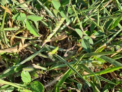 Dichromorpha australis