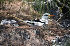 Phaethon lepturus catesbyi